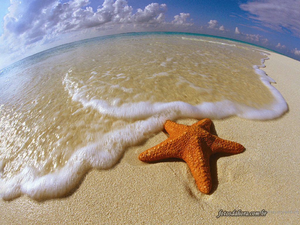 A estrela-do-mar